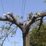 asi-quedo-la-copa-de-un-frondoso-arbol-en-el-paseo-central-de-la-avenida-primer-presidente-casi-marcelo-onieva-_816_526_1195089