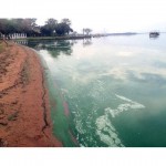 las-cianobacterias-vuelven-tenir-verde-lago-ypacarai
