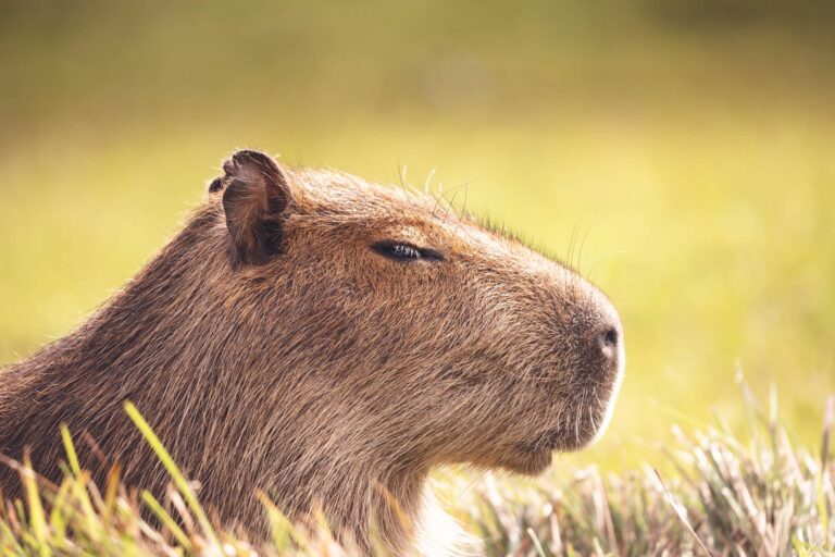 Desde Posadas: Últimas butacas para una inmersión en los Esteros